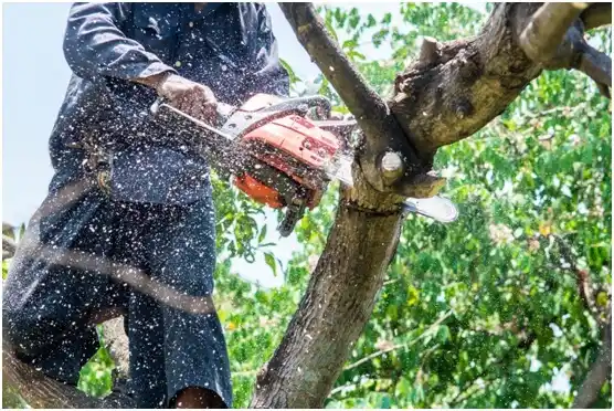 tree services Trevorton